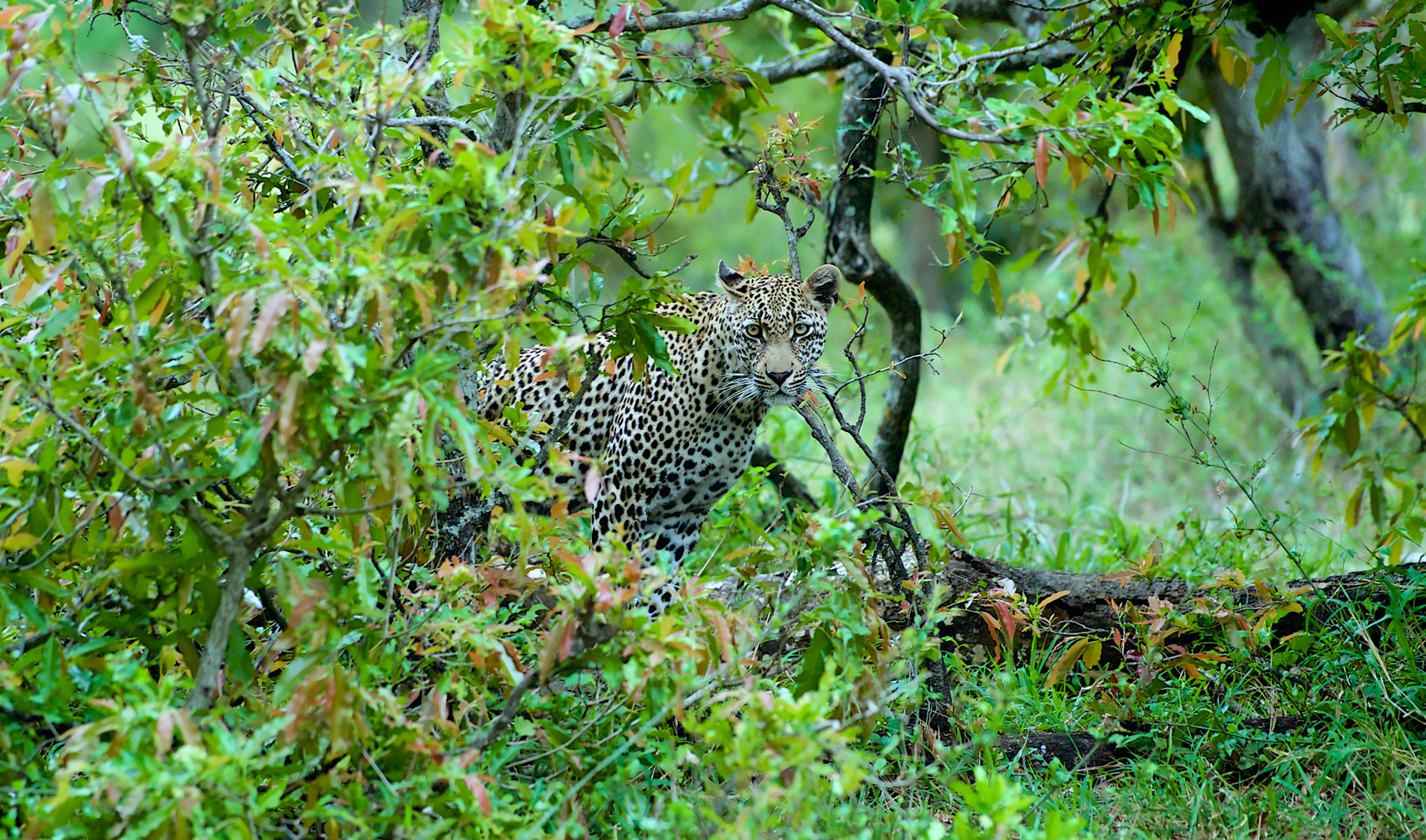 Wildlife Photography Sabi Sand